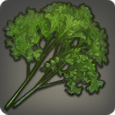 Wind Parsley